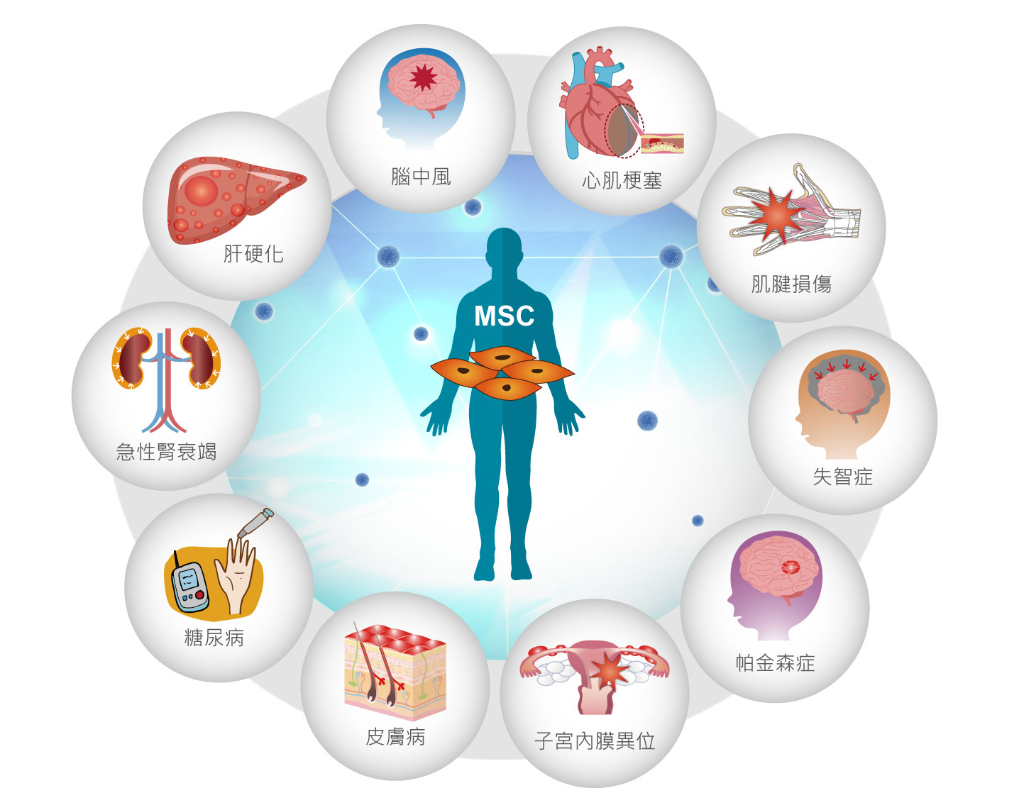 圖三：間質幹細胞應用適應症示意圖