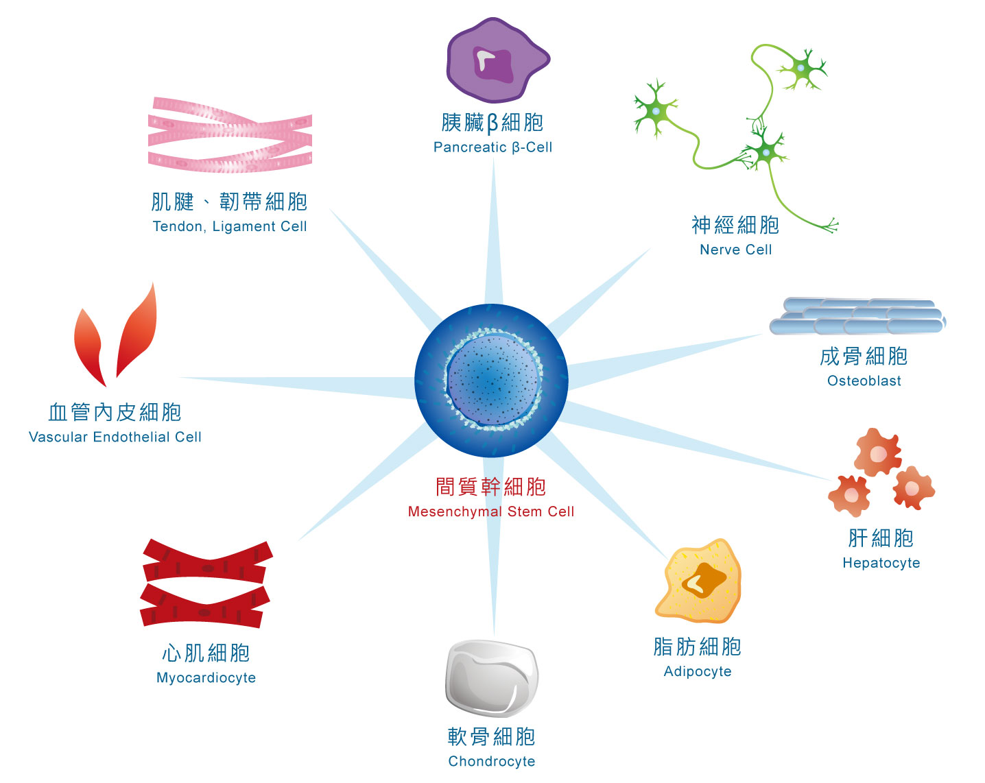 圖二、間質幹細胞分化種類示意圖
